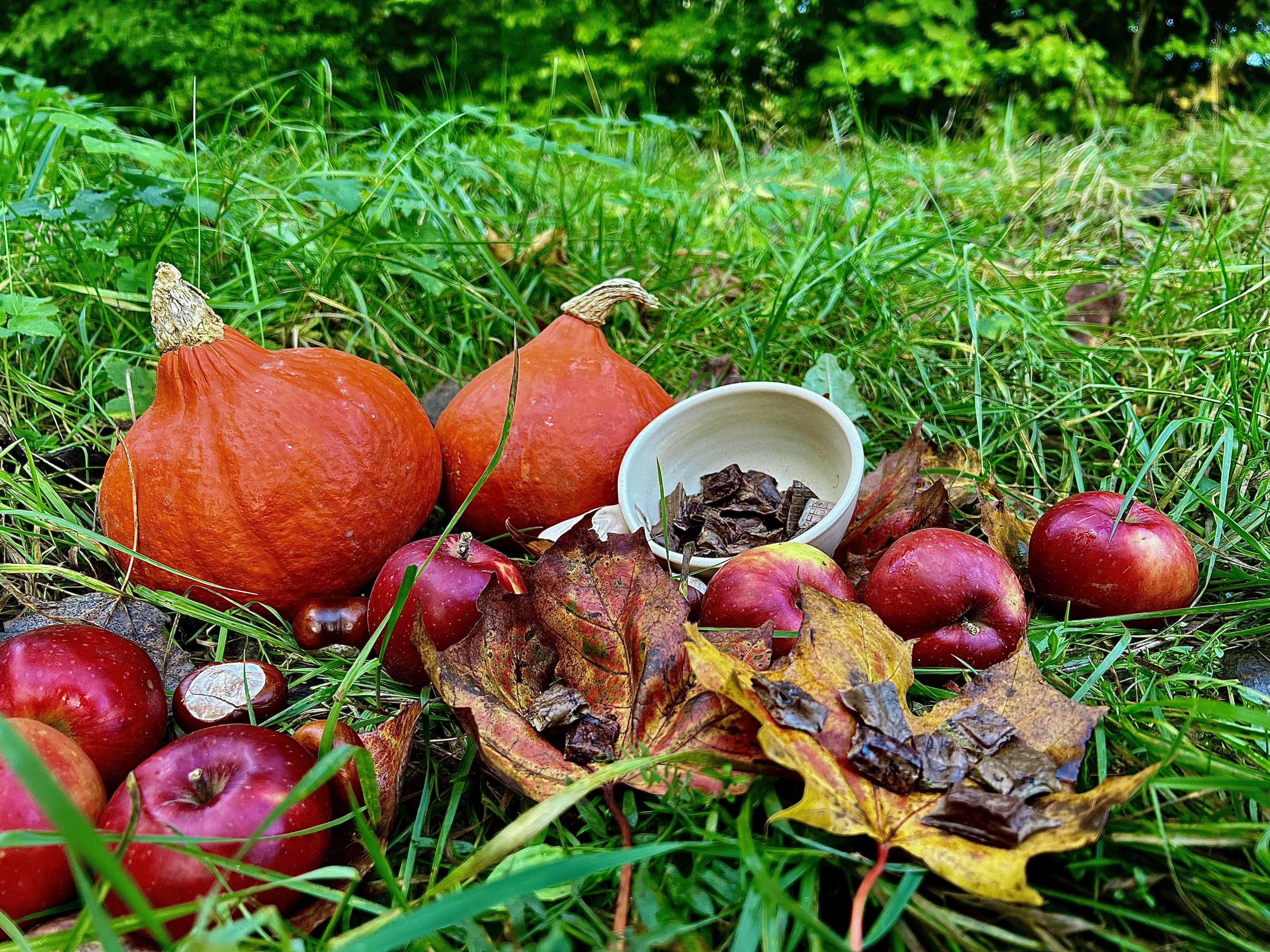 Zdravé pamlsky pro psy: Proč jsou důležité?