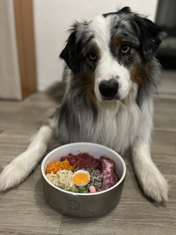 Péče o zdraví psa: Jak vybrat správnou stravu?