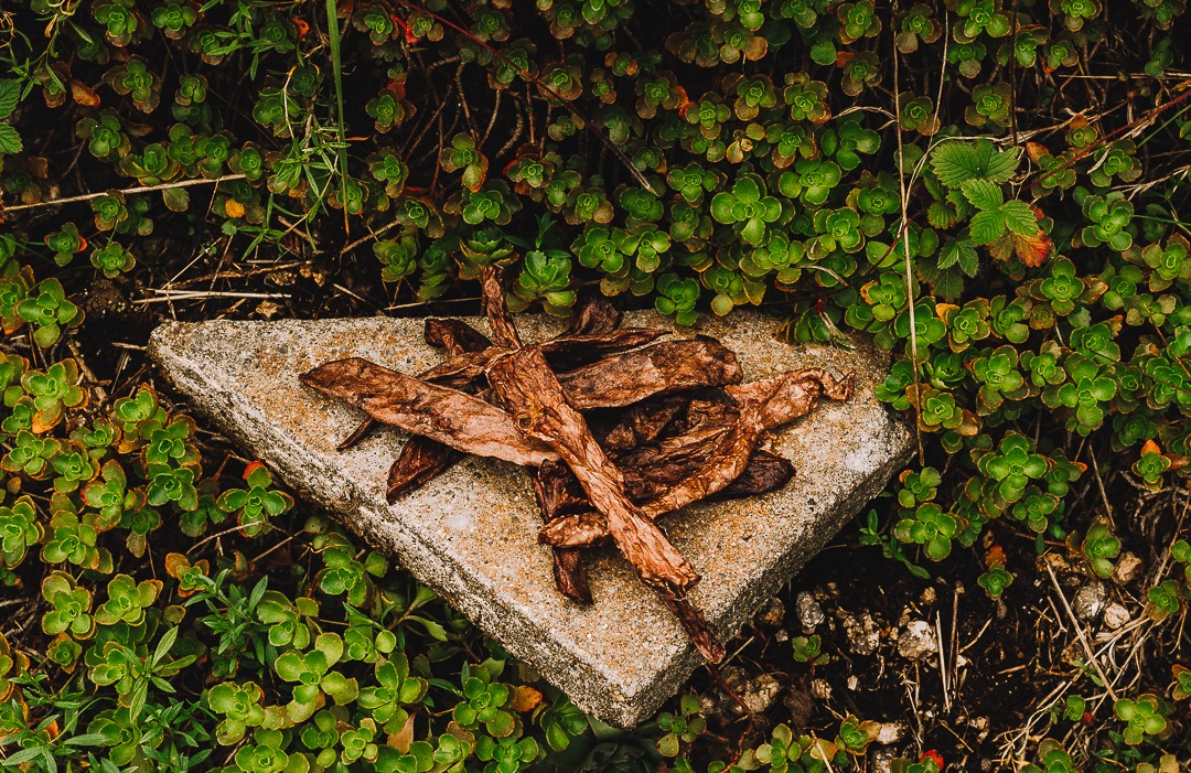 Sušené hovězí plíce hranolky - DOG BAR