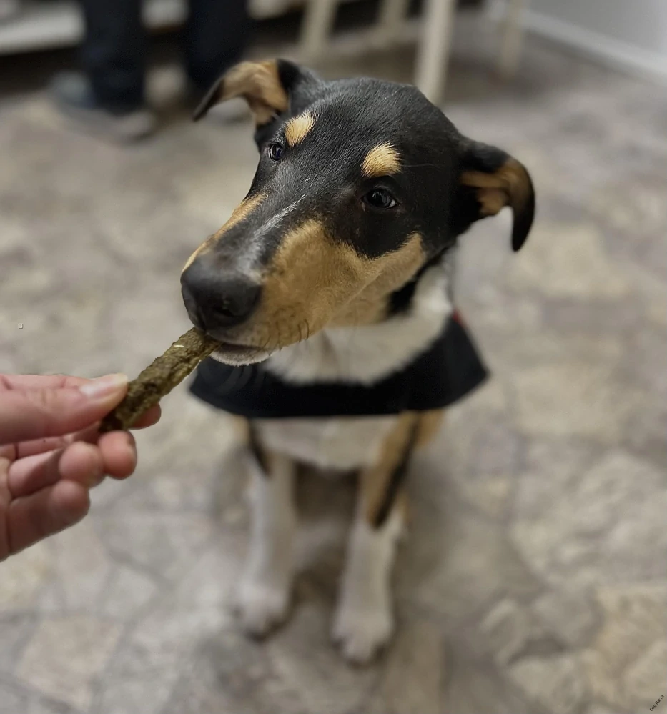 Hovězí Flora mix z horských luk - DOG BAR